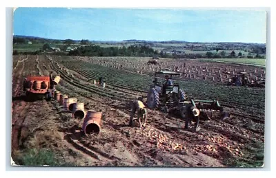 $3.97 • Buy Postcard A Potato Harvest In Aroostook County, Maine A65
