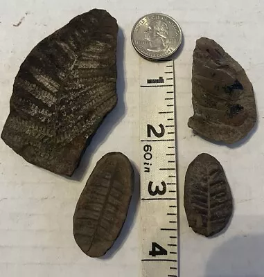 Mazon Creek Fossil Fern LOT OF 4 Illinois Plant Pennsylvanian- 309M Years Old • $7.99