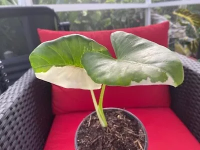 Variegated Alocasia Macrorrhiza 5-7  Tall • $50