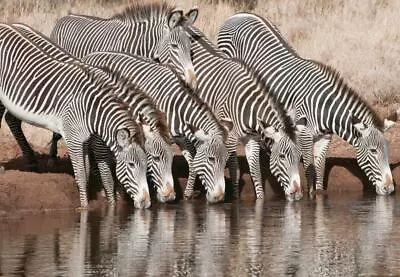 ZEBRAS GLOSSY POSTER PICTURE PHOTO PRINT African Black And White Stripes 4899 • $14.99