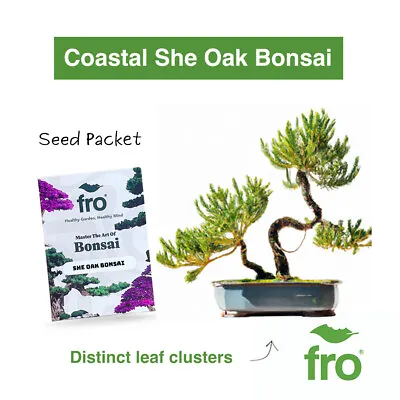 Bonsai Tree Seeds - Bonsi - Grow Your Own Bonsia - Premium - Fast Uk Dispatch ✅ • £3.25