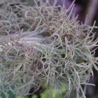 Organic Kale Bear Necessities Fast & Rare 20 Seeds Keep Cutting & More Grows! • £3.68