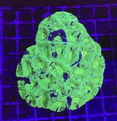 Live Coral Absolutely Fish Naturals Marbled Brain WYSIWYG Lps Colony • $149.99