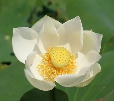 SACRED LOTUS - Nelumbo Nucifera White Flower 5 Seeds - Very Fresh Seeds • £6.69