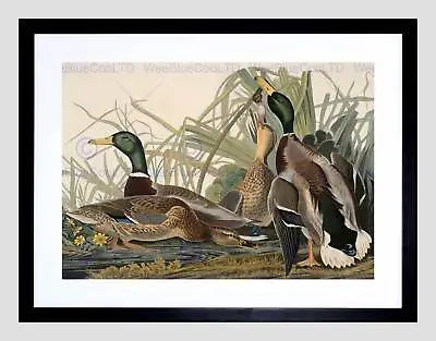 Audubon American Mallard Duck Black Framed Art Print B12x5251 • $34.99