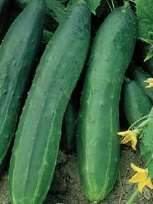 Space Master Bush Cucumber Heirloom NON-GMO Seeds 25 Bush Cucumber Seeds • $1.99