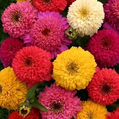 Zinnia Dahlia Mix Seeds 150+ Flower Elegans Annual MIXED USA SELLER FREE S&H • $2.50