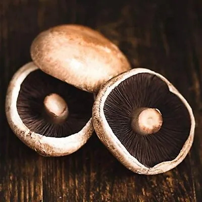 Portobello Mushroom Spawn; US Seller; Excellent Quality; • $17