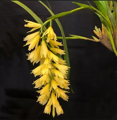 Cymbidium Elegans Orchid Species Ivory Yellow Elegant Cool Grower Bloomer 2” Pot • $39.99