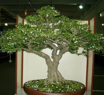 Wrightia Religiosa - Water Jasmine Benth Mok Bonsai - 10 Seeds • £5.63