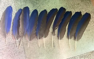 Hyacinth Macaw Blue Naturally Molted Exotic Bird Feathers 10 Pieces 8-9” • $100