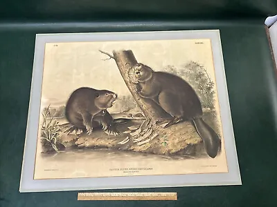 Antique 1844 Audubon Lithograph By J.T. Bowen American Beaver No. 10 Plate XLVI • $795