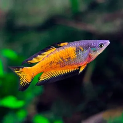 Orange Rainbowfish | Parkinson's Rainbowfish | Melanotaenia Parkinsoni • £15.64