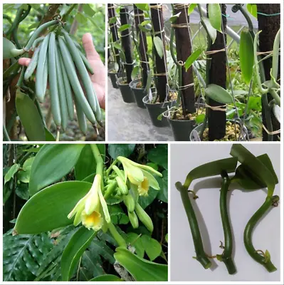 5 Rooted Cuttings Vanilla Planifolia Orchid Plant Species Vanilla Bean Plants • $19.99