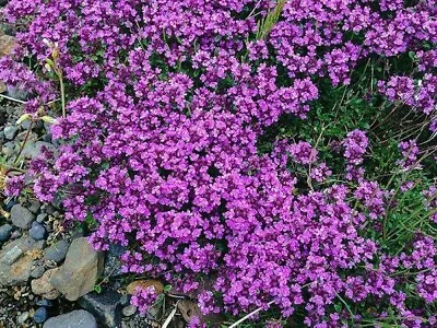 £4.87 • Buy 500 Thyme *Purple Creeping*Herb SEEDS  Quality Seed *Fast Dispatch *Ground Cover