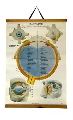 Original Vintage Eye Anatomy Pull Down Chart Eyeball Chart Human Body Anatomy • $148