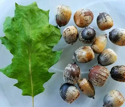 12 Seeds Eastern Black Oak ACORNS Seeds T82.3 - Quercus Velutina • $9.99