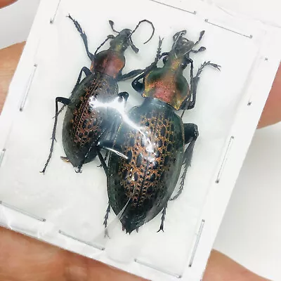 Carabus (Coptolabrus) Elysii From Xuzhou Jiangsu 1836 • $9.99