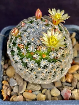 Mammillaria Duwei Cactus Plant • $10.99