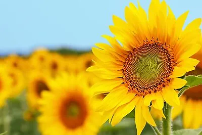 50 Grey Striped Mammoth Sunflower Seed To Plant Huge Vibrant Flowers • $8.99