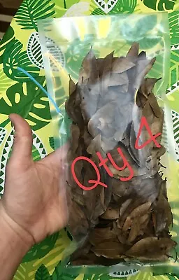 (4 Bags) Sterilized Oak Leaves For Isopods/Terrarium/Bioactive • $20