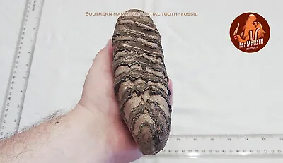 Southern Mammoth Partial Tooth - Fossil • $225