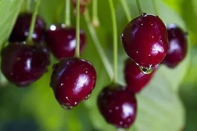 5  Sweet Cherry Tree Seeds  Prunus Avium   • £3.25