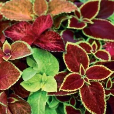 Solenostemon Scutellarioides - 50 Seeds - Wizard Mix Coleus  • £1.75