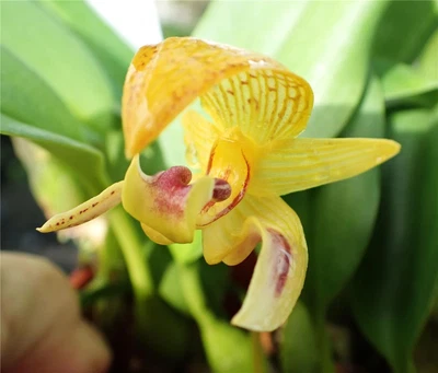 $15 • Buy ORCHID - Bulbophyllum Dearei -    SPECIES - FLOWERING SIZE DIVISION
