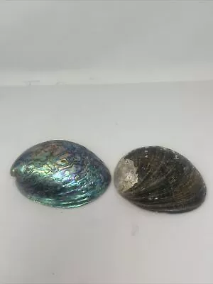 Abalone Shell Dual Polished - Set Of 2 • $19.99