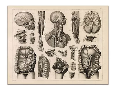 Anatomy  CIRCULATORY SYSTEM BRAIN VEINS Vintage Illustration 22x17  Art Print • $20.99