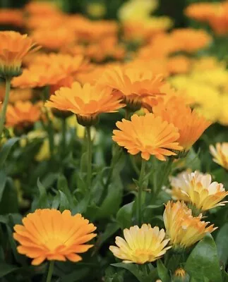 Calendula Seeds Vibrant Orange AKA Pot Marigolds Beautiful • £1.75