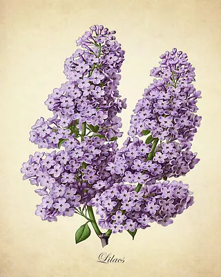 Lilac Botanical Print Vintage Style Floral Wall Art 8x10 Or 11x14 • $12.99