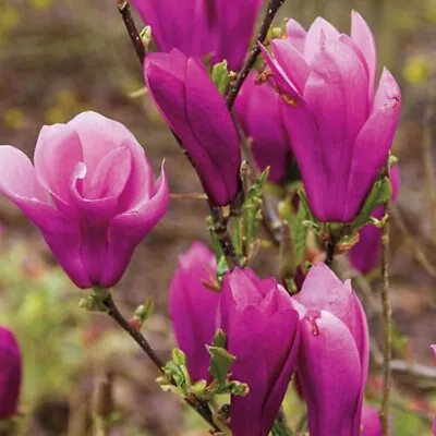 Magnolia Shrub Janes Tree Hybrid Girl Tulips Shaped Garden Live Plant Gallon Pot • $44.95