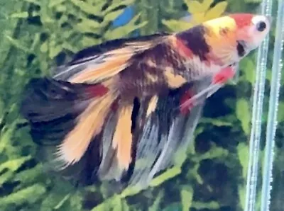 Male Nemo Halfmoon Betta • £18