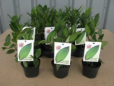 £18.99 • Buy 3 X Quality Bay Laurel Laurus Nobilis Aromatic Leaves Evergreen Tree/Kitchen Bay