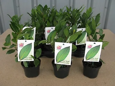 3 X Quality Bay Laurel Laurus Nobilis Aromatic Leaves Evergreen Tree/Kitchen Bay • £18.99