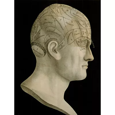 Vintage Photo Science Phrenology Head Spurzheim Organ Brain New Fine Art Print P • $23.49