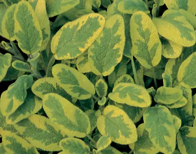 SAGE ICTERINA – Golden Plant Very Aromatic Herb Plant 9cm Pots - • £6