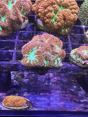 Blastomussa Wellsi Marine Aquarium Coral LPs  • £40