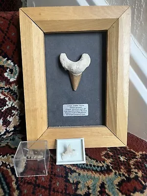 2 Authentic Shark Teeth Fossil One Framed 50 Million Old Megalodon • £14.95