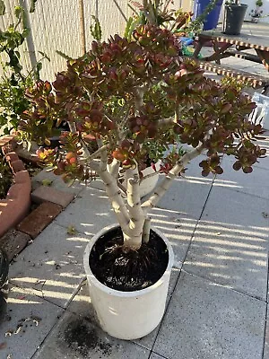 Crassula Ovata Crosby’s Compacta Bonsai Tree Feng Shui Lucky Plant 35 Years Old • $207.39