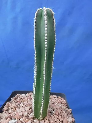 Mexican Fence Post Cactus Pachycereus Marginatus 7.5  Tall Plant In 6  Pot B2 • $19.99