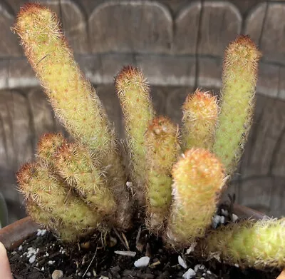 Mammillaria élongata “Copper King” Yellow Flower  Grows Long Thin Cactus Orange • $12