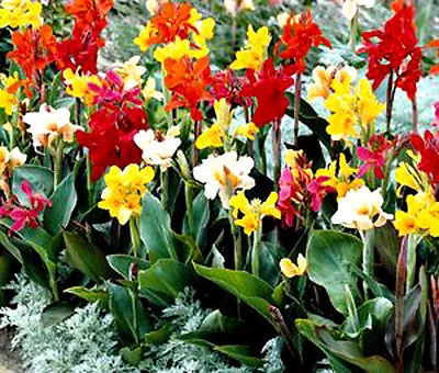 CANNA INDICA MIXED COLORS Canna Indica Hybrids - 100 Bulk Seeds • £52.11