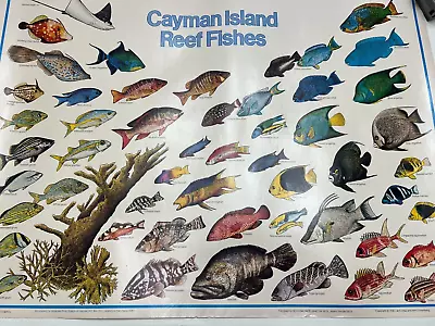 VTG Cayman Islands Reef Fishes Poster. Nautical Ocean Educational • $33.96