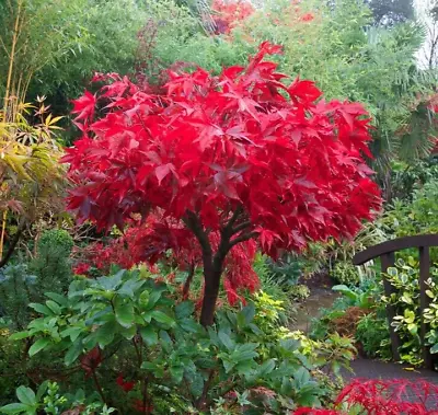 Acer Tree Osakazuki Japanese Maple Autumn Red 3L Pot 60cm Delivered To Your Door • £28.99