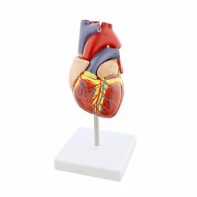 Human 1:1 Anatomical Heart Model 2 Part Medical Heart Human Heart Anatomy Model • $35.14