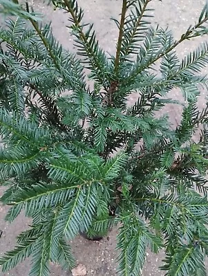 Yew Tree Taxus Baccata Tree Plant In 4lt Pot 90 Cm Hardy Shrub Hedging • £34.99