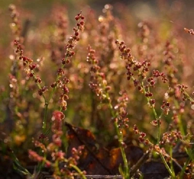 £1.19 • Buy British Wild Flower - Sheep's Sorrel (Rumex Acetosa) - 500 Seeds